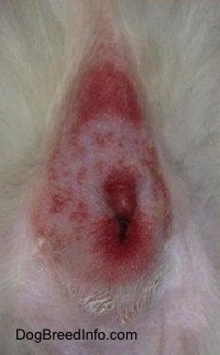 Close Up - A spotted red inflamed dog anus