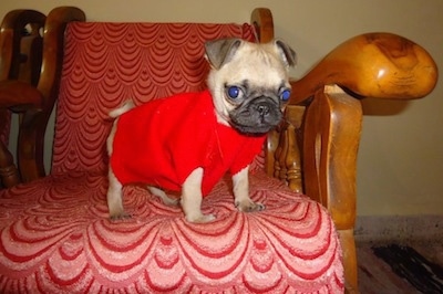 A small tan with black Pug puppy that is wearing a red jacket and it is standing on a wooden arm chair that has red and pink backing. It is looking over the edge of a chair. Its ears are triangular and small folding to the front and its eyes are buldging out of its head.