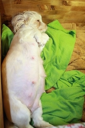 Rosalie the Shih-Tzu laying on a blanket with her belly exposed