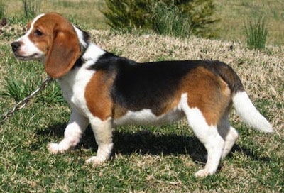 elizabethan pocket beagle