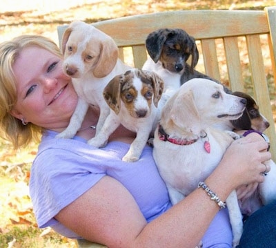 A blonde-haired lady in a purple shirt is laying in a wooden chair and there is a pack of Queen Elizabeth Pocket Beagles on top of her.