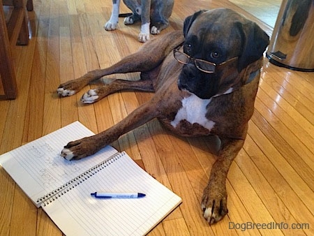 A brown brindle Boxer dog laying on the floor wearing human reading glasses with his front paw on the right side of an open notebook and a pen on the left