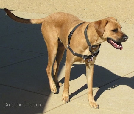 A tall, large breed, tall, large breed tan with black Rhodesian Boxer dog dog is standing on concrete looking to the right. Its mouth is open and its tongue is sticking out of its mouth. It is wearing a black harness.