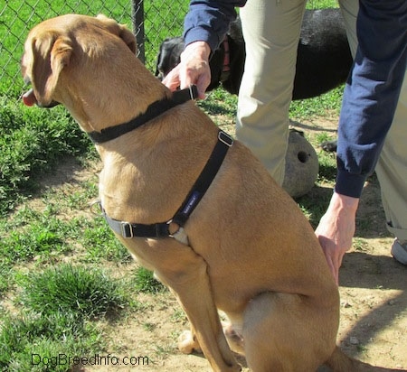The left side of a tall, large breed tan with black Rhodesian Boxer dog wearing a black harness sitting in dirt and it is looking out of a chainlink fence in front of it. Its mouth is open and its tongue is out. There is a person holding the black collar of the dog.