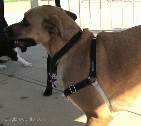 Close up - The left side of a tall, large breed tan with black Rhodesian Boxer dog that is walking across a concrete path. Its mouth is open and it has an item in its mouth.