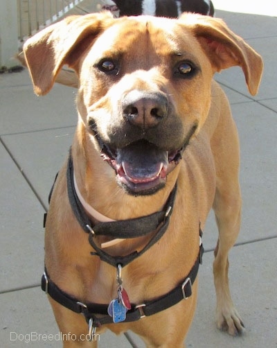 Close up front view head and upper body shot - A tall, large breed tan with black Rhodesian Boxer dog is standing on a concrete path looking forward. Its mouth is open showing its black tongue and it looks like it is smiling.