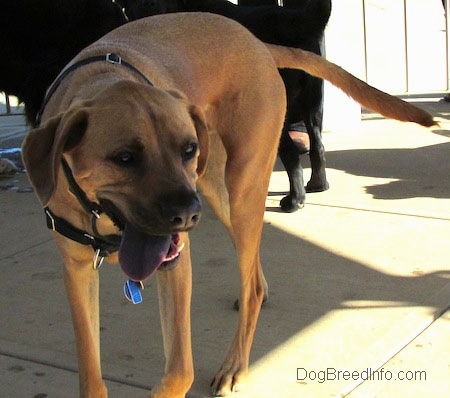 A tall, large breed tan with black Rhodesian Boxer dog is walking across a concrete path. Its black tongue is hanging out of its mouth.