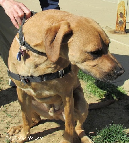 Close up - A tall, large breed tan with black Rhodesian Boxer dog is sitting in dirt and it is looking down and to the right. There is a person holding its black collar.