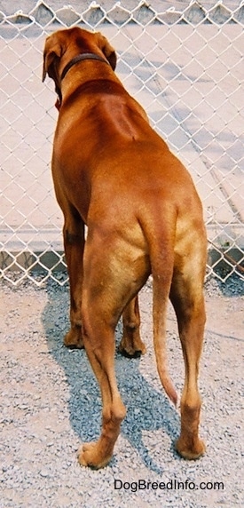 The back of a red Rhodesian Ridgeback that is standing on a gravelly surface and it is looking out of a chain link fence.