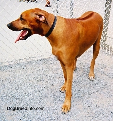 The front left side of a red Rhodesian Ridgeback that is standing on a gravelly path and it is looking to the left. Its mouth is open, its tongue is out and there is a chain link fence behind it. There is a dark line down the dogs back.