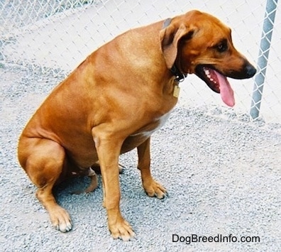 The right side of a red Rhodesian Ridgeback that is sitting on a gravelly surface. It is looking to the right and it is panting.
