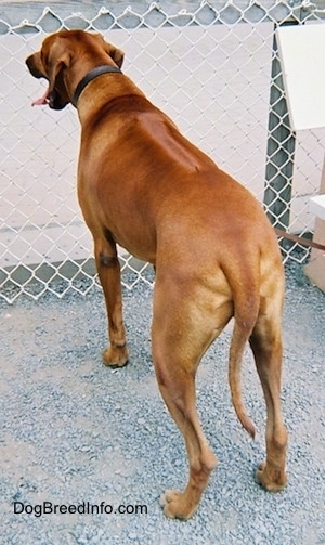 The back of a red Rhodesian Ridgeback that is standing on a gravelly surface and it is looking out of a chain link fence in front of it. Its mouth is open and its tongue is out and its tail is hanging down low.