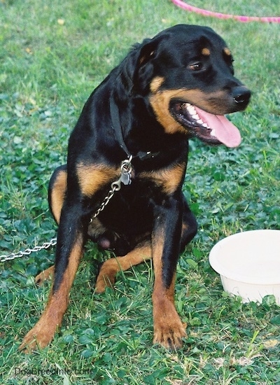 Front view - A black and tan Rottweiler is sitting in grass, it is looking to the right, its mouth is open and its tongue is out. To the right of it is a white plastic bowl of water.