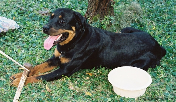 Side view - A black with brown Rottweiler is laying across a grass surface and it is looking to the left. Its mouth is open and tongue is out. Next to the dog is a white plastic water bowl.