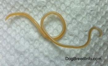 roundworm in dog poop