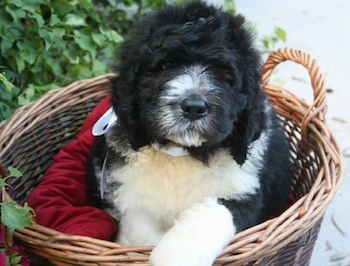 A thick coated, fluffy black with white Saint Berdoodle puppy is laying in a brown wicker basket on top of a red pillow looking forward.