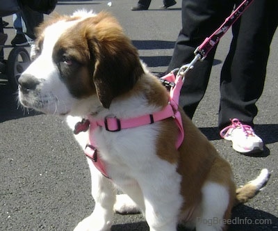 A tan and white with black Saint Bernard puppy is wearing a pink harness sitting across a blacktop surface and it is looking to the left.