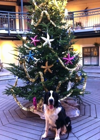 A black and white Saint Bernewfie is sitting in front of a Christmas tree decorated with colorful star fish in a shopping mall. The dog is looking forward and it is panting.
