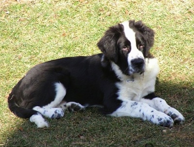 The right side of a black and white Saint Bernewfie that is laying on grass and it is looking to the right. It is laying in the shadow of a tree. It has longer hair on it ears.