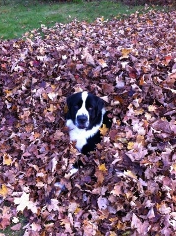A black and white Saint Bernewfie dog is covered with its head popping out of the middle of brown fallen leaves that are raked into a pile looking up and forward.