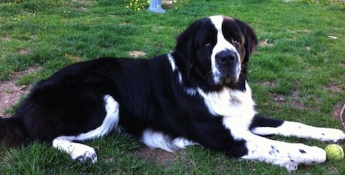 Side view - An extra large breed, black and white Saint Bernewfie is laying across grass and it is looking forward. There is a tennis ball above its front right paw.