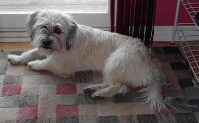 The left side of a white with grey Schnau-Tzu dog that is laying on a rug in front of a sliding door and it is looking at the camera.