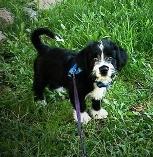 A black with white Scottish Cocker puppy is standing in grass and it is looking forward and up. The pup has longer hair on its head.