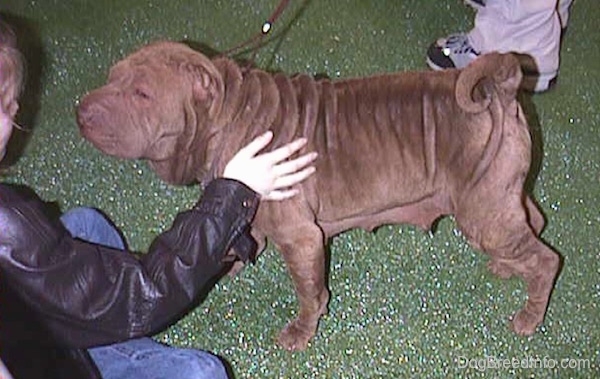 The left side of a thick, wrinkly brown Chinese Shar-Pei that is standing across a shiny green surface and it is looking at the person in front of it. The person is touching the side of the dog. The dog has small ears, a big head and its tail is curled up over its back.