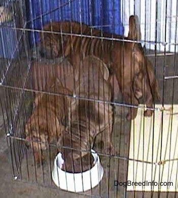 Three Shar-Pei puppies are standing in a pen and eating food.