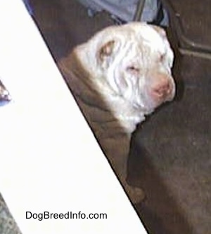 The front right of a tan Chinese Shar-Pei that is sitting on a carpet and it is looking to the right.