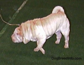 The left side of a thick-skinned, wrinkly tan Chinese Shar-Pei that is walking across a green surface. It is walking to the left. Its eyes are small from all of the extra skin and its tail is curled up over its back.