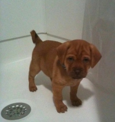 A red Sharp Eagle puppy is standing in a shower and it is looking forward.