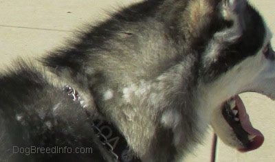 Close up - The front right side of a black and white Siberian Huskys head. It has clumps of hair on the side of its neck. Its mouth is open and its tongue is sticking out.