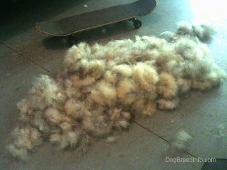 A large pile of dog hair on a concrete surface and behind it is a skateboard.