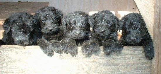A litter of 5 black Shepadoodle puppies are jumped up with their front paws over the front of a wooden pen wall.