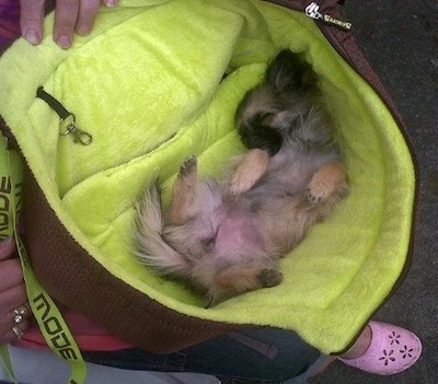 A tan, white and black ShiChi puppy is sleeping on its back belly-up upside down in a persons bag.