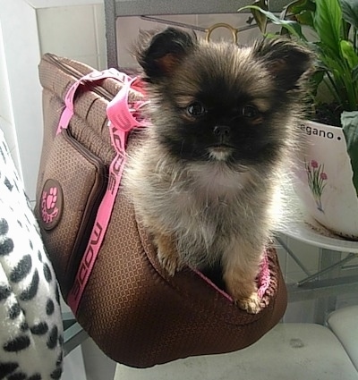 A fuzzy little tan, white and black ShiChi puppy is sitting inside of a persons bag on top of a glass table and it is looking forward. The dog looks like an Ewok from Star Wars.