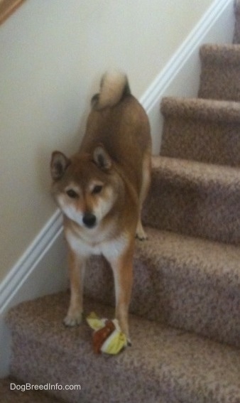 A brown with white Shiba Inu is standing on steps coming down looking forward. There is a toy under it. The dog looks like a small fox.