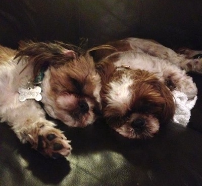 Two brown and white Shih Tzus are sleeping on their sides on top of a black leather couch.