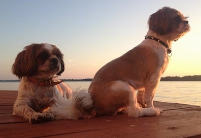 Two shaved brown and white Shih Tzus are sitting and laying on a wooden dock. They are both looking at the right at a body of water.