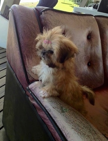 The left side of a small tan with black Shih-Tzu that is standing up against the arm of a couch and it is looking to the left.