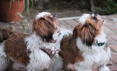 Two brown and white Shih-Tzu puppies are standing on a brick surface looking up and to the right.