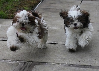 Action shot - Two brown and white Shih-Tzu puppies are running across a concrete surface. Their front paws are off of the ground.