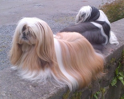 Two long coated, well groomed, Shih Tzus are laying on a stone surface. One is facing backwards and the other one is facing the left. One dog is tan and white and the other dog is black and white.