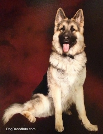 A thick-coated, black and tan Shiloh Shepherd is sitting on a stand, it is looking forward, its mouth is open and its tongue is out.