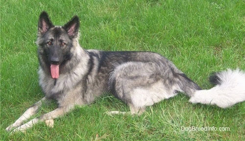 A black and grey Shiloh Shepherd dog is laying across a grass surface, it is looking forward, its mouth is open and its tongue is sticking out.