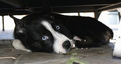 Close up - A shorthaired, black with white Siberian Boston dog is laying down on a stone porch under porch furniture. It has wide, round, bright blue eyes.