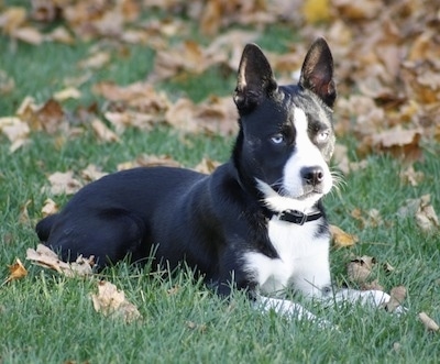 The right side of a blue-eyed, black with white Siberian Boston dog that is laying down in a grassy yard that has brown and yellow fallen leaves all over it. The dog has black perk ears and a short, shiny coat.