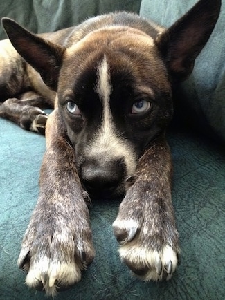 Close up - A brindle with white Siberian Boston is laying down on a couch and it is looking to the left. It has big perk ears that stand up and out to the sides and blue eyes.