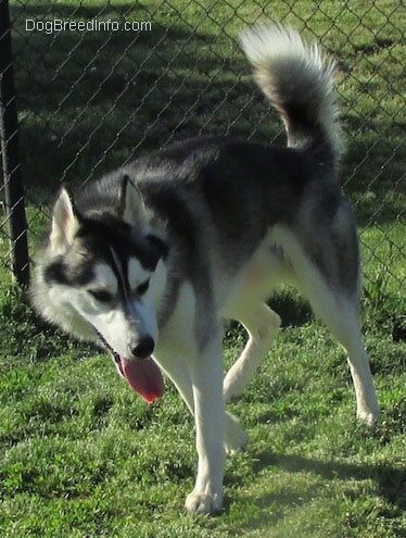 The front left side of a black, grey and white Siberian Husky is walking across a gras surface, its head is level with its body, it is panting and it is looking to the right. Its tail is up in the air.
